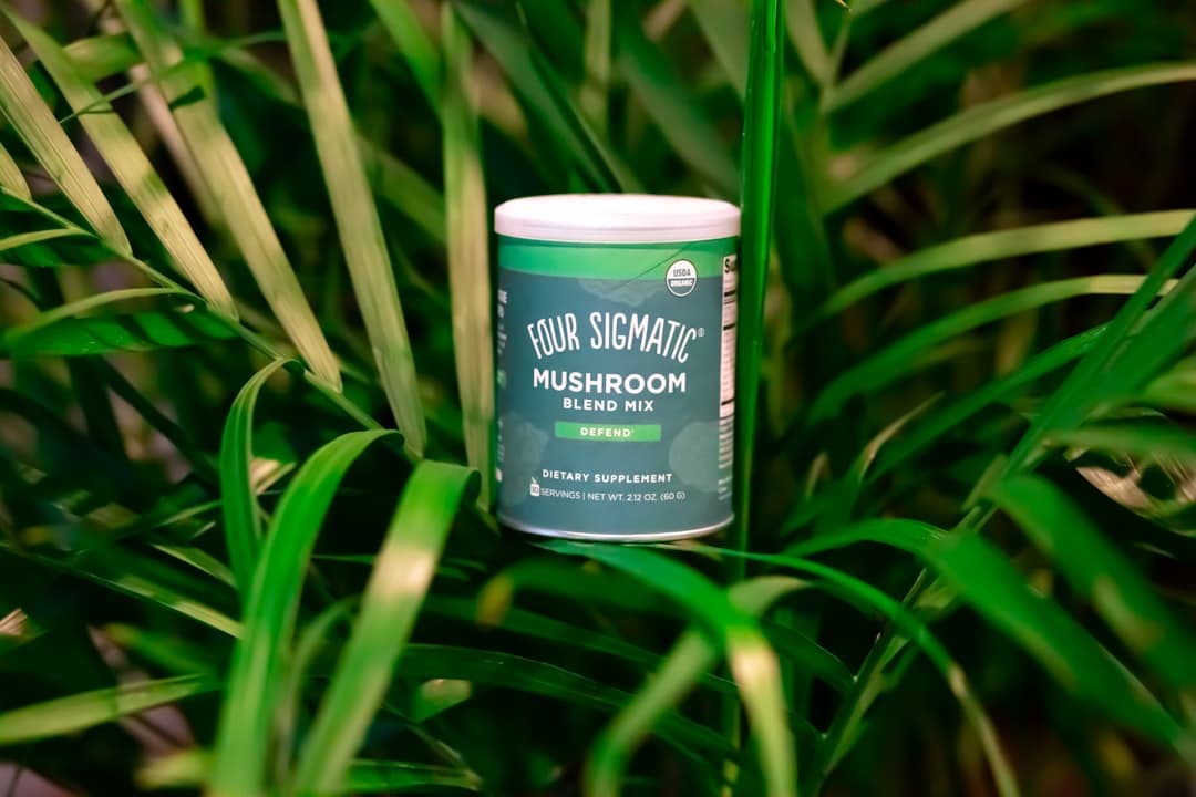 Zwam groeiend op een berkenboom in het bos