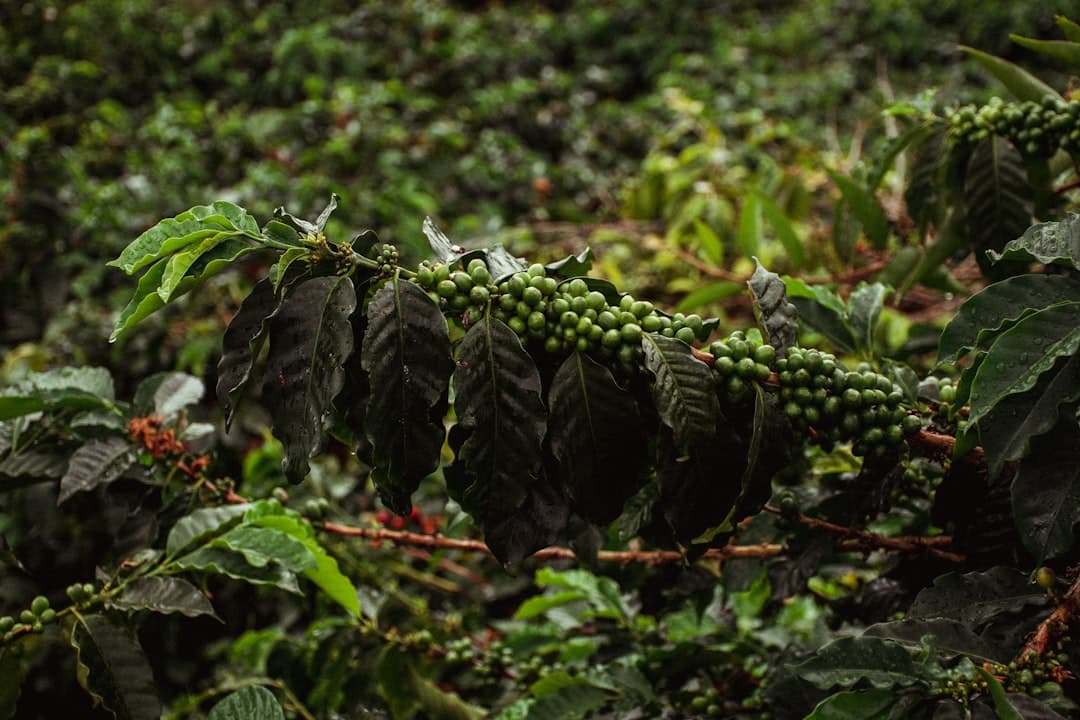 Colombiaanse koffieplantage op de hellingen van de Andes