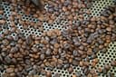 illy Intenso koffiebonen donker gebrand in metalen blik